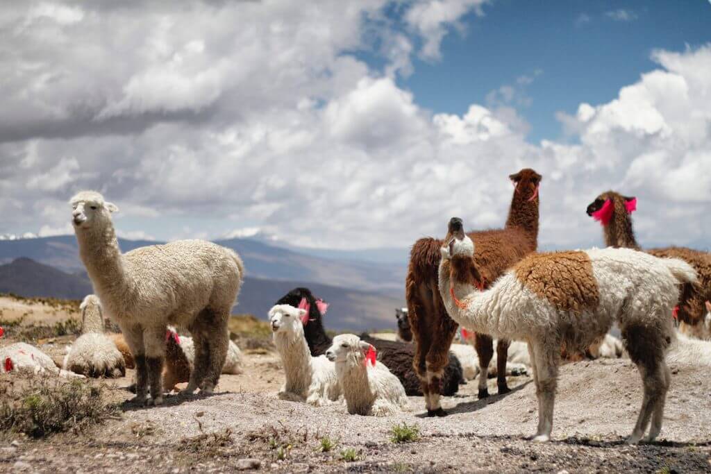 Colca Rondreis Peru | Mira Tours – Reisbureau Haacht