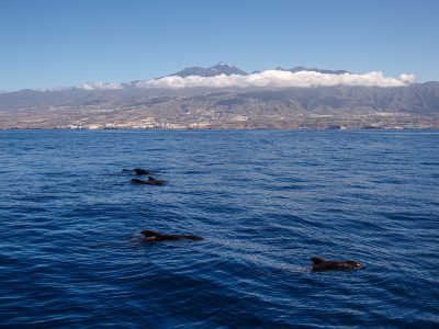 41103,1,eux2606-tenerife