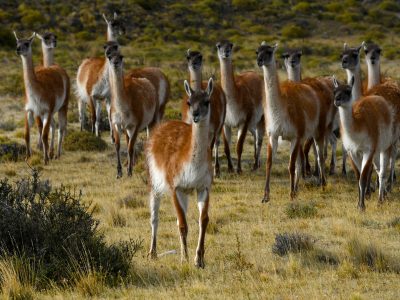 41306,1,ins2518-torres-del-paine